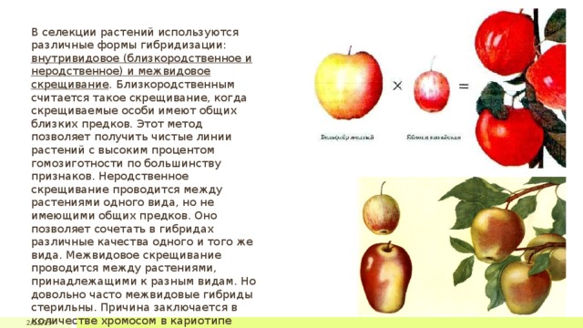 В селекции растений используются различные формы гибридизации: внутривидовое (близкородственное и неродственное) и межвидовое скрещивание . Близкородственным считается такое скрещивание, когда скрещиваемые особи имеют общих близких предков. Этот метод позволяет получить чистые линии растений с высоким процентом гомозиготности по большинству признаков. Неродственное скрещивание проводится между растениями одного вида, но не имеющими общих предков. Оно позволяет сочетать в гибридах различные качества одного и того же вида. Межвидовое скрещивание проводится между растениями, принадлежащими к разным видам. Но довольно часто межвидовые гибриды стерильны. Причина заключается в количестве хромосом в кариотипе организмов. 2/12/19 