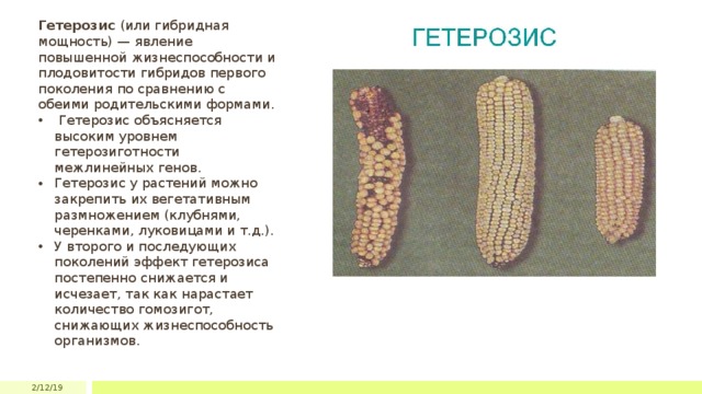 Гетерозис (или гибридная мощность) — явление повышенной жизнеспособности и плодовитости гибридов первого поколения по сравнению с обеими родительскими формами.  Гетерозис объясняется высоким уровнем гетерозиготности межлинейных генов. Гетерозис у растений можно закрепить их вегетативным размножением (клубнями, черенками, луковицами и т.д.). У второго и последующих поколений эффект гетерозиса постепенно снижается и исчезает, так как нарастает количество гомозигот, снижающих жизнеспособность организмов. 2/12/19 