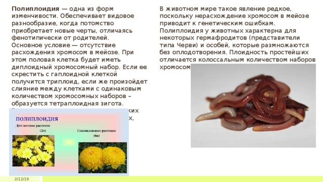 Полиплоидия — одна из форм изменчивости. Обеспечивает видовое разнообразие, когда потомство приобретает новые черты, отличаясь фенотипически от родителей. В животном мире такое явление редкое, поскольку нерасхождение хромосом в мейозе приводит к генетическим ошибкам. Полиплоидия у животных характерна для некоторых гермафродитов (представители типа Черви) и особей, которые размножаются без оплодотворения. Плоидность простейших отличается колоссальным количеством наборов хромосом (около ста). Основное условие — отсутствие расхождения хромосом в мейозе. При этом половая клетка будет иметь диплоидный хромосомный набор. Если ее скрестить с гаплоидной клеткой получится триплоид, если же произойдет слияние между клетками с одинаковым количеством хромосомных наборов – образуется тетраплоидная зигота. Встречается полиплоидия среди диких видов растений, особенно цветковых, полиплоидия наблюдается часто 2/12/19 
