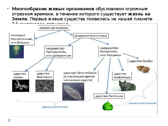 Многообразие живых организмов  обусловлено огромным отрезком времени, в течение которого существует  жизнь на Земле . Первые живые существа появились на нашей планете 3,5 миллиарда лет назад. 