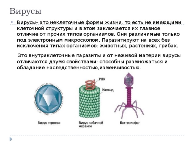 Вирусы Вирусы– это неклеточные формы жизни, то есть не имеющими клеточной структуры и в этом заключается их главное отличие от прочих типов организмов. Они различимые только под электронным микроскопом. Паразитируют на всех без исключения типах организмов: животных, растениях, грибах.  Это внутриклеточные паразиты и от неживой материи вирусы отличаются двумя свойствами: способны размножаться и обладание наследственностью,изменчивостью. 