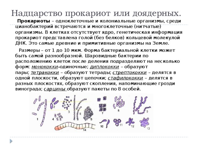 Надцарство прокариот или доядерных.  Прокариоты – одноклеточные и колониальные организмы, среди цианобактерий встречаются и многоклеточные (нитчатые) организмы. В клетках отсутствует ядро, генетическая информация прокариот представлена голой (без белков) кольцевой молекулой ДНК. Это самые древние и примитивные организмы на Земле.   Размеры – от 1 до 10 мкм. Форма бактериальной клетки может быть самой разнообразной. Шаровидные бактерии по расположению клеток после деления подразделяют на несколько форм:  монококки - одиночные;  диплококки  – образуют пары;  тетракокки  – образуют тетрады;  стрептококки  – делятся в одной плоскости, образуют цепочки;  стафилококки  – делятся в разных плоскостях, образуют скопления, напоминающие грозди винограда;  сарцины   образуют пакеты по 8 особей. 