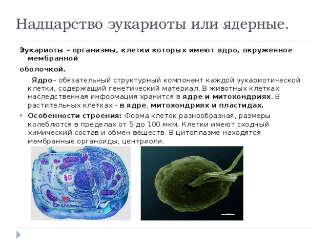 Надцарство эукариоты или ядерные. Эукариоты – организмы, клетки которых имеют ядро, окруженное мембранной оболочкой.  Ядро – обязательный структурный компонент каждой эукариотической клетки, содержащий генетический материал. В животных клетках наследственная информация хранится в  ядре и митохондриях . В растительных клетках -  в ядре ,  митохондриях и пластидах. Особенности строения: Форма клеток разнообразная, размеры колеблются в пределах от 5 до 100 мкм. Клетки имеют сходный химический состав и обмен веществ. В цитоплазме находятся мембранные органоиды, центриоли. 