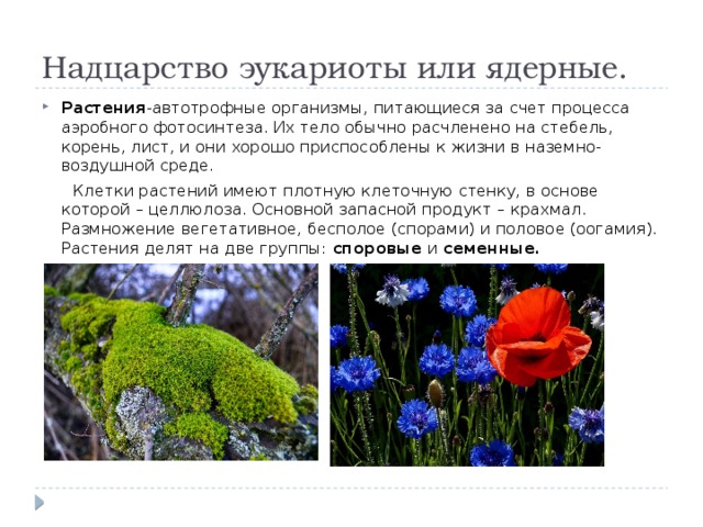 Надцарство эукариоты или ядерные. Растения -автотрофные организмы, питающиеся за счет процесса аэробного фотосинтеза. Их тело обычно расчленено на стебель, корень, лист, и они хорошо приспособлены к жизни в наземно-воздушной среде.  Клетки растений имеют плотную клеточную стенку, в основе которой – целлюлоза. Основной запасной продукт – крахмал. Размножение вегетативное, бесполое (спорами) и половое (оогамия). Растения делят на две группы:  споровые и  семенные.  