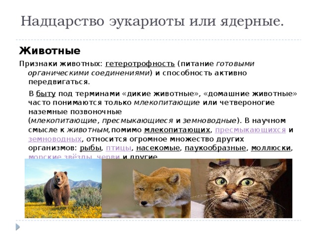 Надцарство эукариоты или ядерные. Животные Признаки животных:  гетеротрофность  (питание  готовыми органическими соединениями ) и способность активно передвигаться.  В  быту  под терминами «дикие животные», «домашние животные» часто понимаются только  млекопитающие  или четвероногие наземные позвоночные ( млекопитающие ,  пресмыкающиеся  и  земноводные ). В научном смысле к  животным, помимо  млекопитающих ,  пресмыкающихся  и  земноводных , относится огромное множество других организмов:  рыбы ,  птицы ,  насекомые ,  паукообразные ,  моллюски ,  морские звёзды ,  черви  и другие. 