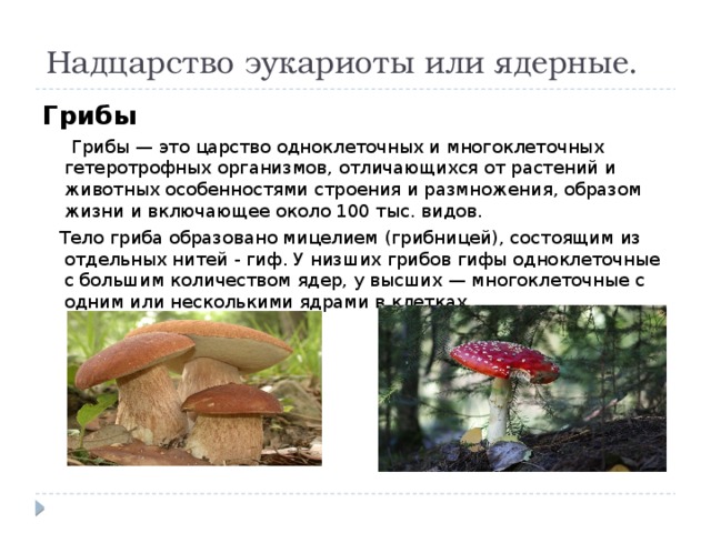 Надцарство эукариоты или ядерные. Грибы  Грибы — это царство одноклеточных и многоклеточных гетеротрофных организмов, отличающихся от растений и животных особенностями строения и размножения, образом жизни и включающее около 100 тыс. видов.  Тело гриба образовано мицелием (грибницей), состоящим из отдельных нитей - гиф. У низших грибов гифы одноклеточные с большим количеством ядер, у высших — многоклеточные с одним или несколькими ядрами в клетках.  