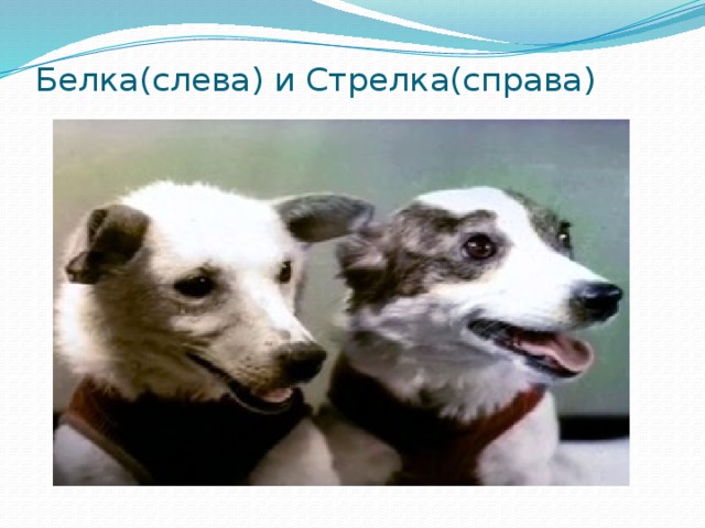 Белка(слева) и Стрелка(справа) 