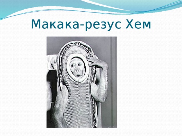 Макака-резус Хем 