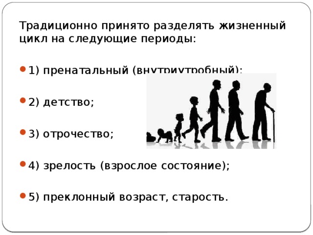 Традиционно принято разделять жизненный цикл на следующие периоды: 1) пренатальный (внутриутробный); 2) детство; 3) отрочество; 4) зрелость (взрослое состояние); 5) преклонный возраст, старость. 
