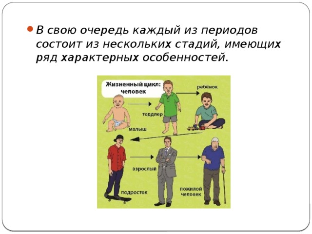 В свою очередь каждый из периодов состоит из нескольких стадий, имеющих ряд характерных особенностей. 