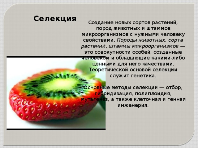 Селекция  Создание новых сортов растений, пород животных и штаммов микроорганизмов с нужными человеку свойствами. Породы животных, сорта растений, штаммы микроорганизмов — это совокупности особей, созданные человеком и обладающие какими-либо ценными для него качествами. Теоретической основой селекции служит генетика. Основные методы селекции — отбор, гибридизация, полиплоидия, мутагенез, а также клеточная и генная инженерия. 
