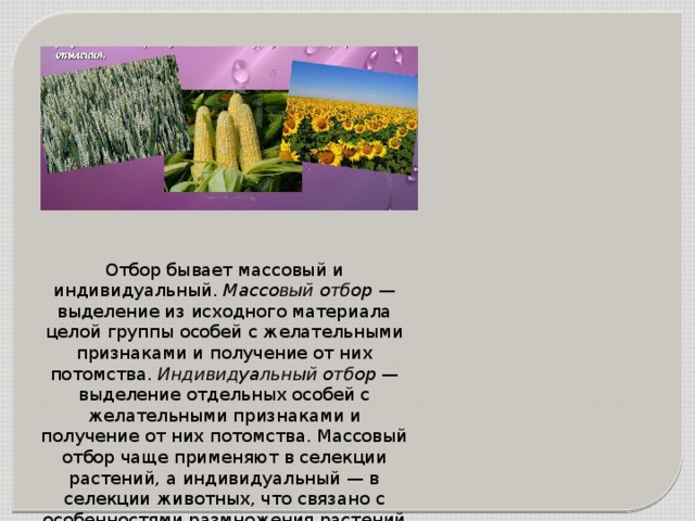Отбор бывает массовый и индивидуальный. Массовый отбор  — выделение из исходного материала целой группы особей с желательными признаками и получение от них потомства. Индивидуальный отбор  — выделение отдельных особей с желательными признаками и получение от них потомства. Массовый отбор чаще применяют в селекции растений, а индивидуальный — в селекции животных, что связано с особенностями размножения растений и животных. 