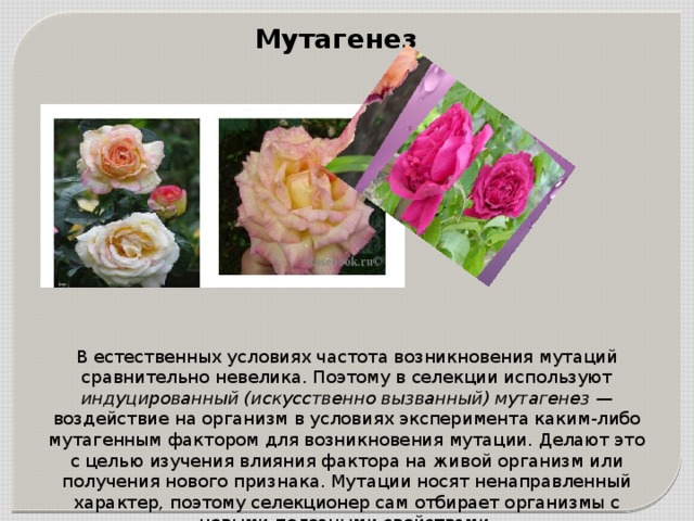 Мутагенез В естественных условиях частота возникновения мутаций сравнительно невелика. Поэтому в селекции используют индуцированный (искусственно вызванный) мутагенез  — воздействие на организм в условиях эксперимента каким-либо мутагенным фактором для возникновения мутации. Делают это с целью изучения влияния фактора на живой организм или получения нового признака. Мутации носят ненаправленный характер, поэтому селекционер сам отбирает организмы с новыми полезными свойствами. 