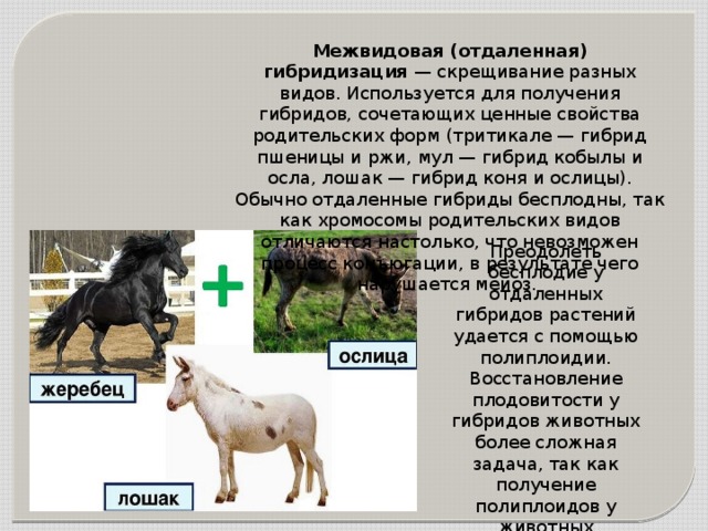 Межвидовая (отдаленная) гибридизация  — скрещивание разных видов. Используется для получения гибридов, сочетающих ценные свойства родительских форм (тритикале — гибрид пшеницы и ржи, мул — гибрид кобылы и осла, лошак — гибрид коня и ослицы). Обычно отдаленные гибриды бесплодны, так как хромосомы родительских видов отличаются настолько, что невозможен процесс конъюгации, в результате чего нарушается мейоз. Преодолеть бесплодие у отдаленных гибридов растений удается с помощью полиплоидии. Восстановление плодовитости у гибридов животных более сложная задача, так как получение полиплоидов у животных невозможно. 
