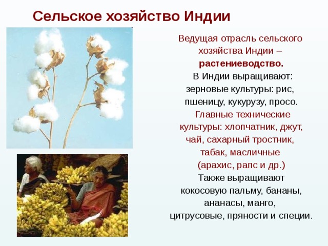Сельское хозяйство Индии Ведущая отрасль сельского хозяйства Индии – растениеводство.  В Индии выращивают: зерновые культуры: рис, пшеницу, кукурузу, просо.  Главные технические культуры: хлопчатник, джут, чай, сахарный тростник, табак, масличные (арахис, рапс и др.) Также выращивают  кокосовую пальму, бананы, ананасы, манго, цитрусовые, пряности и специи. 