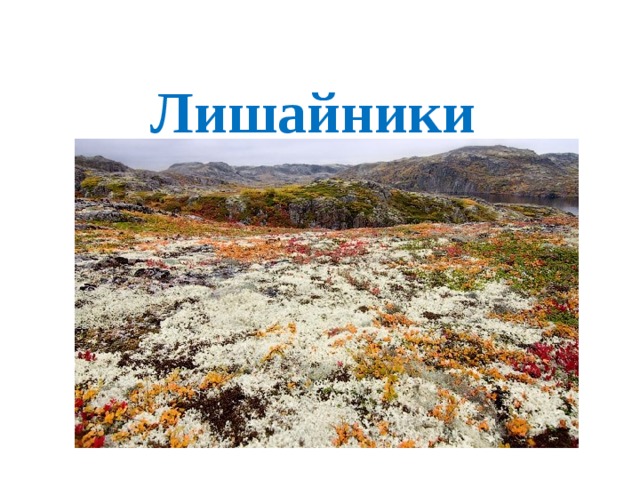Лишайники  