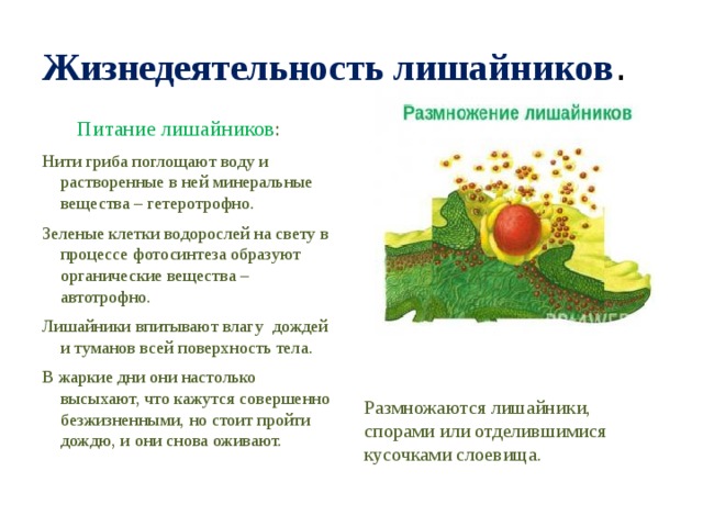 Жизнедеятельность лишайников .  Питание лишайников : Нити гриба поглощают воду и растворенные в ней минеральные вещества – гетеротрофно. Зеленые клетки водорослей на свету в процессе фотосинтеза образуют органические вещества – автотрофно. Лишайники впитывают влагу дождей и туманов всей поверхность тела. В жаркие дни они настолько высыхают, что кажутся совершенно безжизненными, но стоит пройти дождю, и они снова оживают. Размножаются лишайники, спорами или отделившимися кусочками слоевища. 