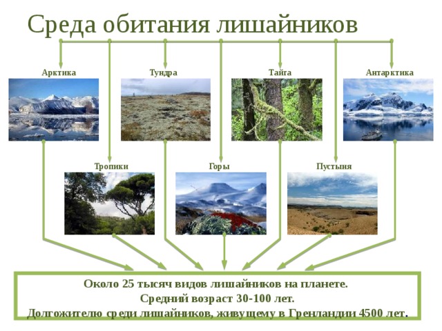 Среда обитания лишайников Тундра Антарктика Арктика Тайга Горы Пустыня Тропики Около 25 тысяч видов лишайников на планете.  Средний возраст 30-100 лет.  Долгожителю среди лишайников, живущему в Гренландии 4500 лет . 
