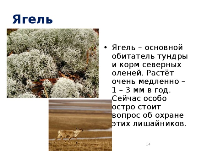 Ягель Ягель – основной обитатель тундры и корм северных оленей. Растёт очень медленно – 1 – 3 мм в год. Сейчас особо остро стоит вопрос об охране этих лишайников.  