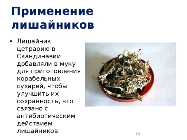 Применение лишайников Лишайник цетрарию в Скандинавии добавляли в муку для приготовления корабельных сухарей, чтобы улучшить их сохранность, что связано с антибиотическим действием лишайников  