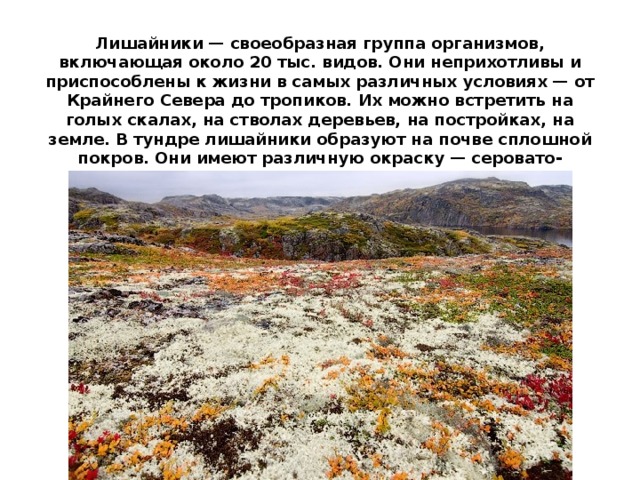 Лишайники — своеобразная группа организмов, включающая около 20 тыс. видов. Они неприхотливы и приспособлены к жизни в самых различных условиях — от Крайнего Севера до тропиков. Их можно встретить на голых скалах, на стволах деревьев, на постройках, на земле. В тундре лишайники образуют на почве сплошной покров. Они имеют различную окраску — серовато-желтую, бурую, иногда черную. 