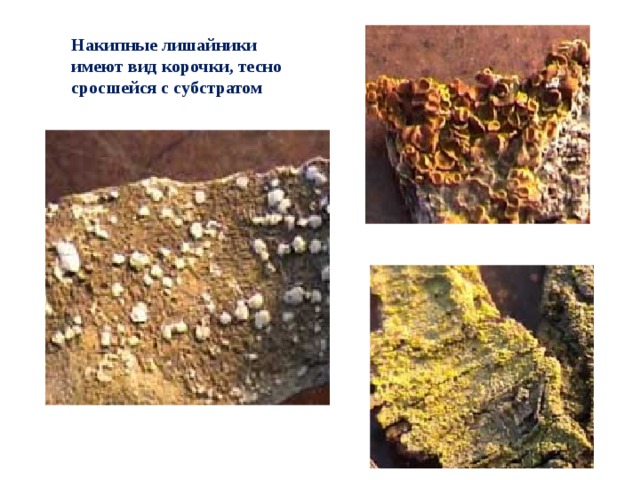 Накипные лишайники имеют вид корочки, тесно сросшейся с субстратом  