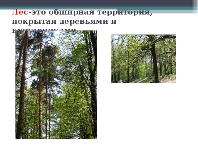 Лес -это обширная территория, покрытая деревьями и кустарниками. 