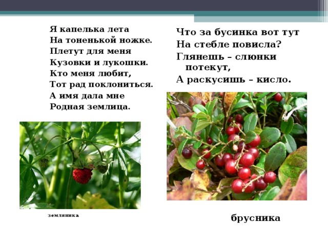 Я капелька лета На тоненькой ножке. Плетут для меня Кузовки и лукошки. Кто меня любит, Тот рад поклониться. А имя дала мне Родная землица. Что за бусинка вот тут На стебле повисла? Глянешь – слюнки потекут, А раскусишь – кисло.  брусника  земляника 