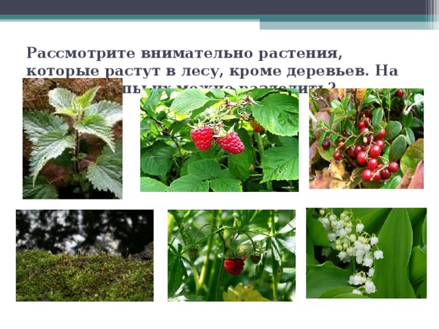 Рассмотрите внимательно растения, которые растут в лесу, кроме деревьев. На какие группы их можно разделить? 