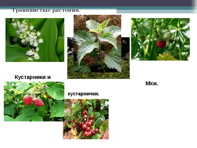 Травянистые растения.  Кустарники и  Мхи. кустарнички. 