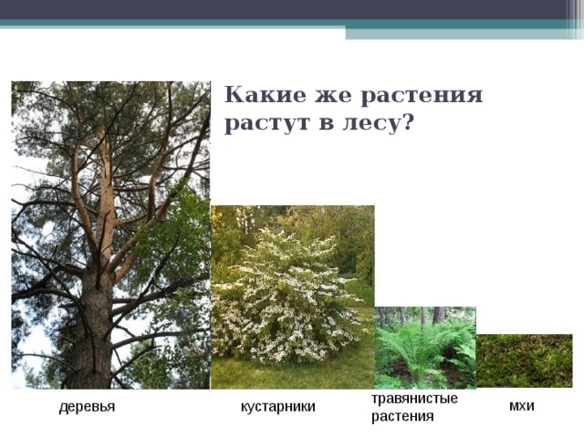 Какие же растения растут в лесу?  мхи травянистые растения  деревья кустарники 