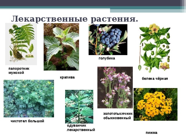 Лекарственные растения. голубика папоротник мужской  крапива белена чёрная золототысячник обыкновенный  чистотел большой одуванчик лекарственный  пижма  