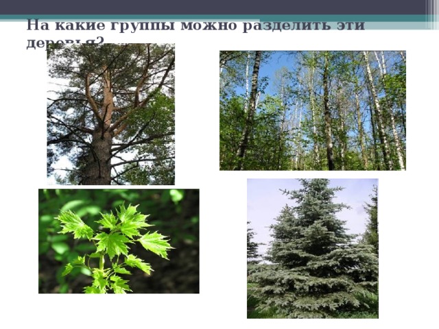 На какие группы можно разделить эти деревья? 