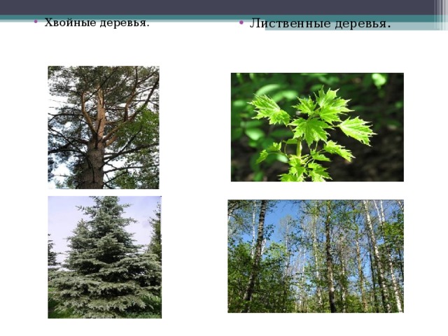 Хвойные деревья. Лиственные деревья. 