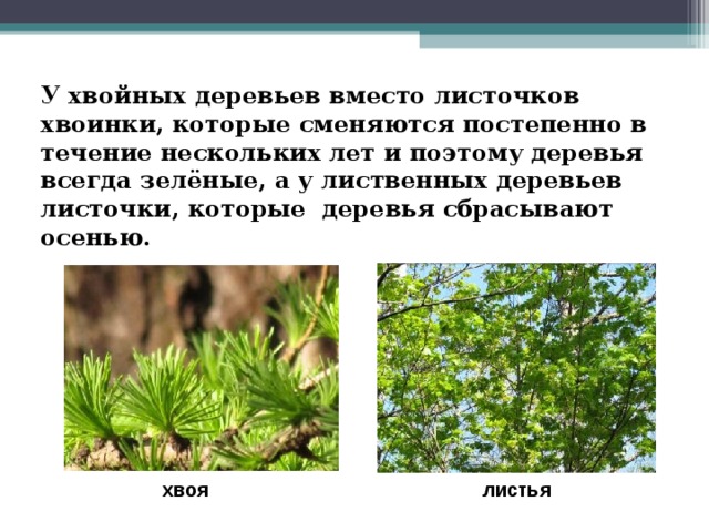 У хвойных деревьев вместо листочков хвоинки, которые сменяются постепенно в течение нескольких лет и поэтому деревья всегда зелёные, а у лиственных деревьев листочки, которые деревья сбрасывают осенью.  хвоя  листья 