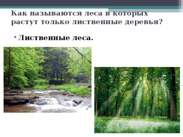 Как называются леса в которых растут только лиственные деревья? Лиственные леса. 