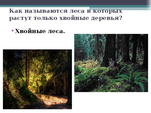 Как называются леса в которых растут только хвойные деревья? Хвойные леса. 