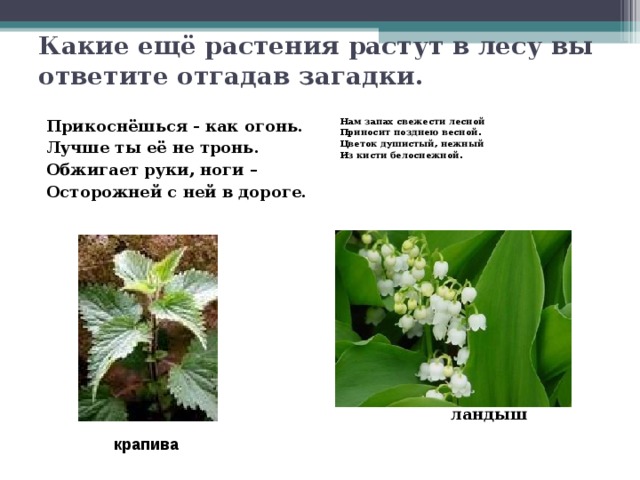 Какие ещё растения растут в лесу вы ответите отгадав загадки. Прикоснёшься - как огонь. Лучше ты её не тронь. Обжигает руки, ноги – Осторожней с ней в дороге. Нам запах свежести лесной Приносит позднею весной. Цветок душистый, нежный Из кисти белоснежной.                      ландыш крапива 