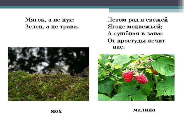 Мягок, а не пух; Зелен, а не трава. Летом рад я свежей Ягоде медвежьей; А сушёная в запас От простуды лечит нас.  малина  мох 