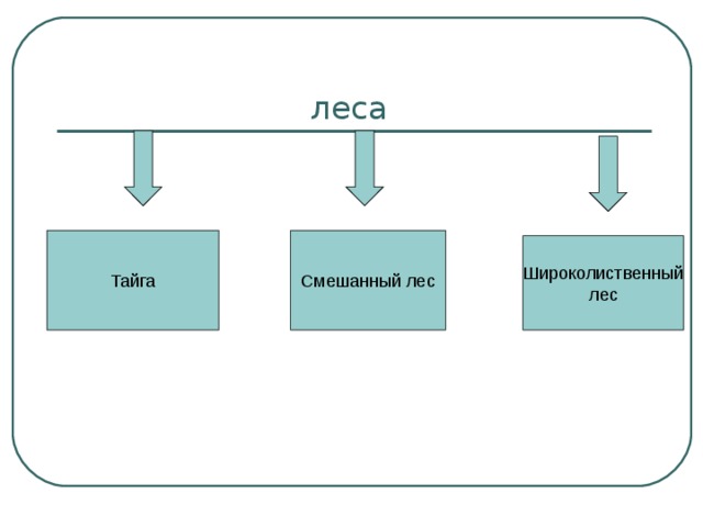  леса Тайга Смешанный лес Широколиственный лес 