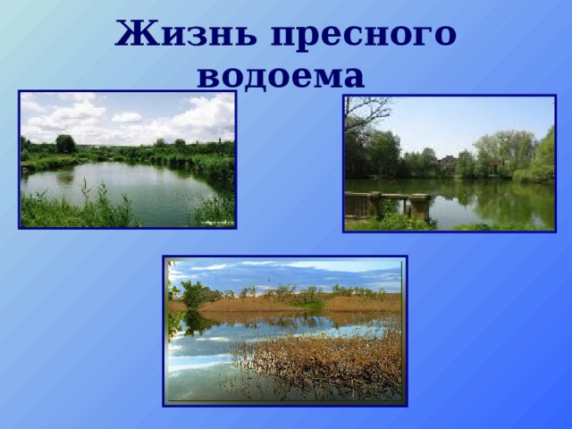 Жизнь пресного водоема  