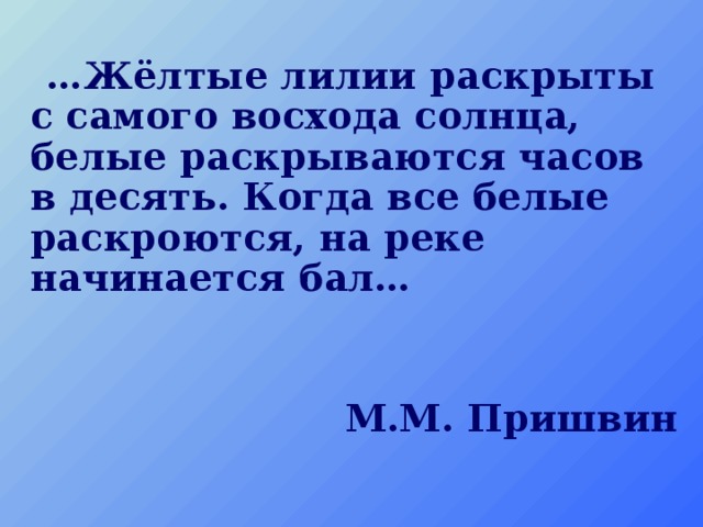  … Жёлтые лилии раскрыты с самого восхода солнца, белые раскрываются часов в десять. Когда все белые раскроются, на реке начинается бал…   М.М. Пришвин 