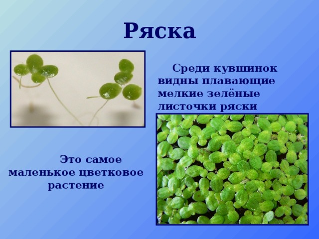 Ряска  Среди кувшинок видны плавающие мелкие зелёные листочки ряски  Это самое маленькое цветковое растение 