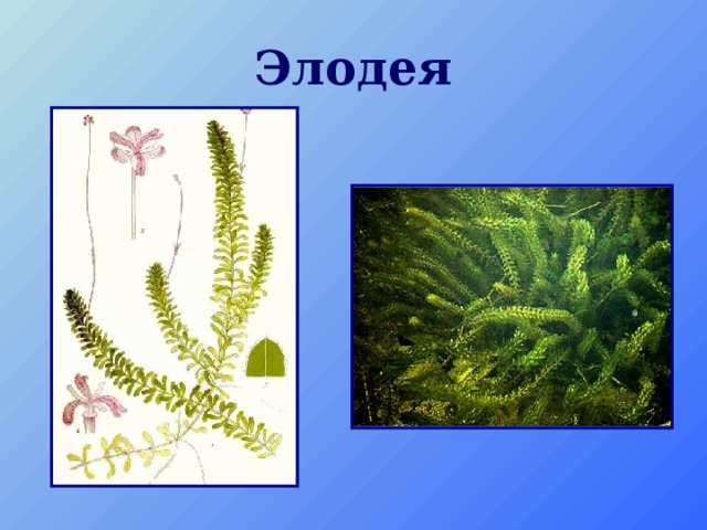 Элодея 