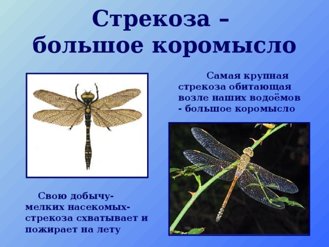 Стрекоза –  большое коромысло  Самая крупная стрекоза обитающая возле наших водоёмов - большое коромысло   Свою добычу- мелких насекомых- стрекоза схватывает и пожирает на лету 