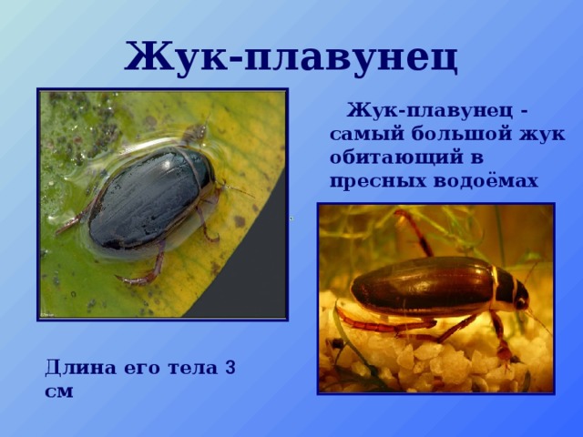 Жук-плавунец  Жук-плавунец - самый большой жук обитающий в пресных водоёмах Длина его тела 3 см  