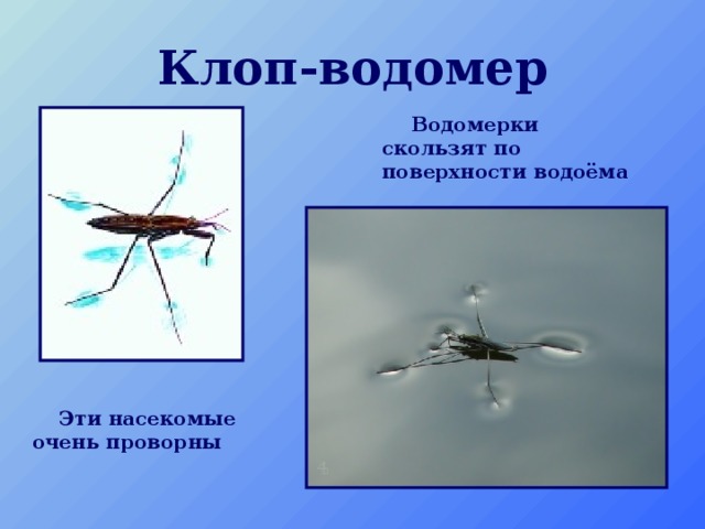 Клоп-водомер  Водомерки скользят по поверхности водоёма  Эти насекомые очень проворны 