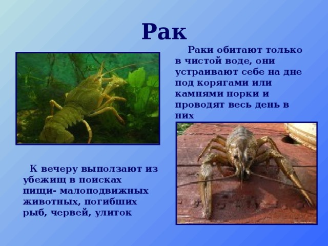 Рак  Раки обитают только в чистой воде, они устраивают себе на дне под корягами или камнями норки и проводят весь день в них   К вечеру выползают из убежищ в поисках пищи- малоподвижных животных, погибших рыб, червей, улиток 