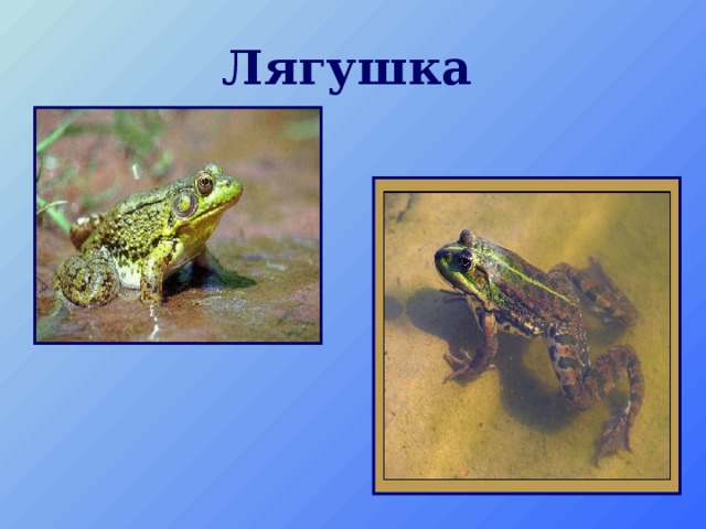 Лягушка  