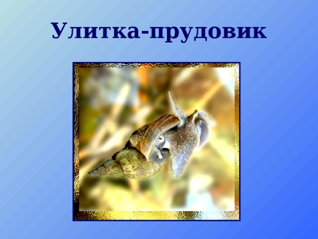 Улитка-прудовик 